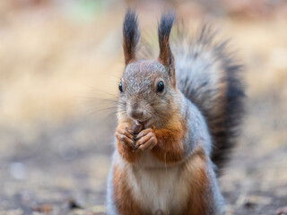 Squirrel in autumn hides nuts on the green grass with fallen yellow leaves