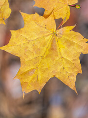 Maple branches with yellow leaves in autumn, in the light of sunset.