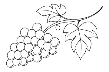 Grapes bunch line vector illustration