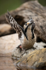 Syrian woodpecker (Dendrocopos syriacus). Woodpecker lifts wings while balancing on wet rock near water. Rocky streambed under overcast sky. Dramatic pose captures raw young energy and motion.