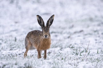 European Hare (Lepus europaeus). Leporidae stands alert in a snowy meadow with upright ears. Open winter field. Snow clinging to fur adds a raw, untamed wilderness feel.