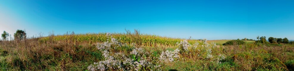 Panoramic view of Corn field plantation with blue sky background.