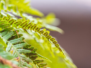 Common polypody fern Polypodium vulgare grows among thick moss.