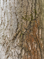 Bark texture and background of a old tree trunk. Detailed bark texture.