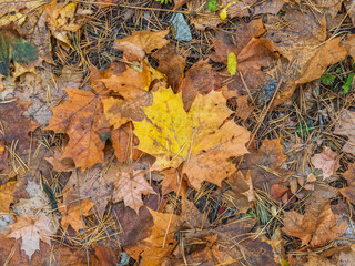 Orange and yellow fallen leaves in the sunlight.