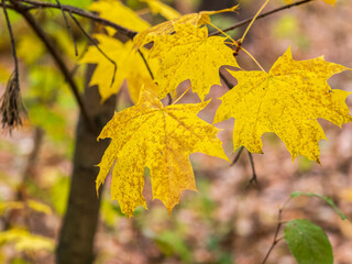 Maple branches with yellow leaves in autumn, in the light of sunset.