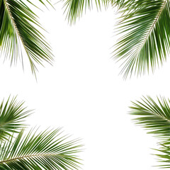 Lush tropical palm leaves framing a serene blank space, ideal for nature-themed designs © Elsh