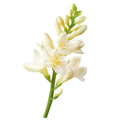 Obraz premium Tuberose isolated on white background