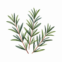 Fototapeta premium Watercolor Rosemary Sprigs for Kitchen Herb Art