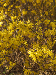 Background, pattern of yellow forsythia flowers, sunny, warm, joy, spring, early flower.