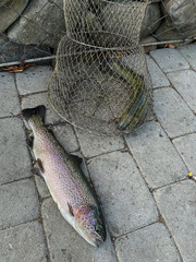 A freshly caught trout lies on the pavement near the hotel complex.