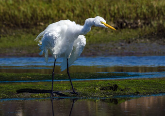 Great Egret Shaking Feathers