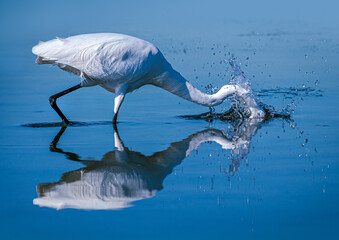 Great egret head dunk splash, blue water, reflection