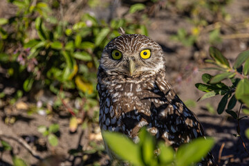 Burrowing Owl Living on the Ground