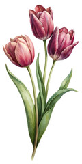 Fototapeta premium Watercolor Painting of Three Delicate Pink and Purple Tulips with Lush Green Leaves