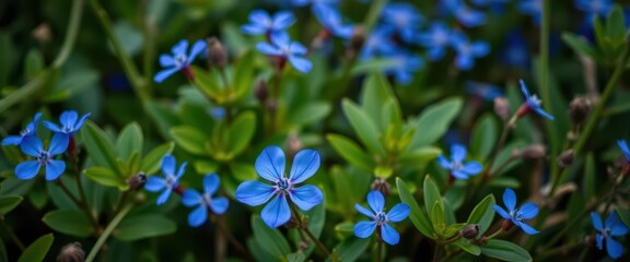 A vibrant blue wildflower blooms amidst green foliage, closeup, wildflower, spring
