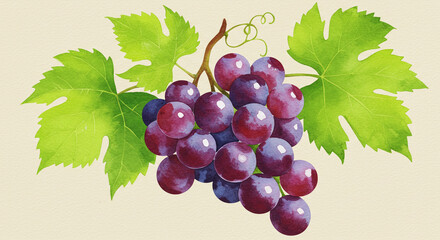 Fototapeta premium A luscious bunch of ripe red grapes hanging from a vine, depicted with vibrant watercolor detail and soft, natural light.