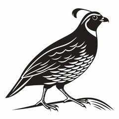 Fototapeta premium Crested California Quail Bird Black and White Vector Graphic