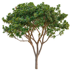 Obraz premium Lush green tree with dense foliage standing alone against a clear background