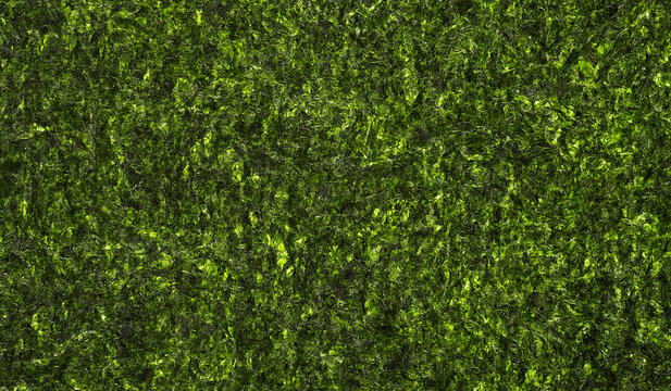 Dried sheet seaweed texture as background, top view. Crispy laver nori pattern.
