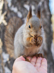 A squirrel in the autumn eats nuts from a human hand. Eurasian red squirrel, Sciurus vulgaris