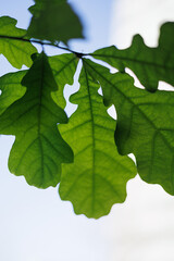 oak leaves close-up, green crown of a young oak tree