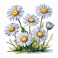 Chamomile Watercolor Clipart with Wild Daisies
