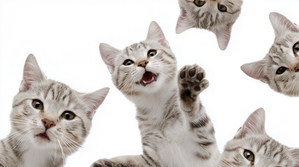 A cat is shown in a series of photos, with its paw raised in the air. The photos are all of the same cat, but each one is slightly different, with the cat's face and body in various positions
