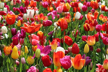 Masses of multi coloured tulips in a spring garden