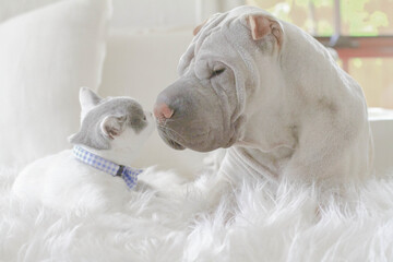 Shar pei puppy and British shorthair kitten lying on a fluffy rug touching noses