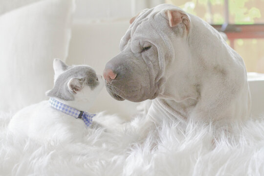 Shar pei puppy and British shorthair kitten lying on a fluffy rug touching noses - Powered by Adobe