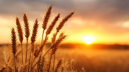 Fototapeta premium Golden Wheat Sunset - Serene sunset over a golden wheat field, symbolizing harvest, abundance, nature's bounty, warmth, and tranquility