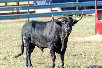 Black bull standing on green pasture in sunny rural setting during daytime