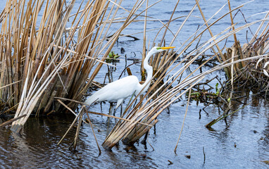 Great White Egret fishing in the marsh at Savannah Wildlife Refuge in Georgia.