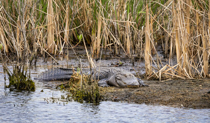 Large American alligators basking on mud banks at Savannah National Wildlife Refuge in Georgia.