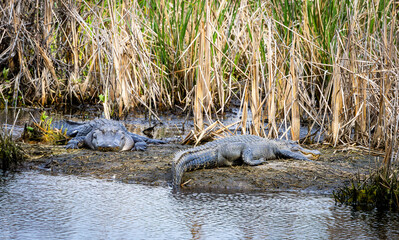 Large American alligators basking on mud banks at Savannah National Wildlife Refuge in Georgia.
