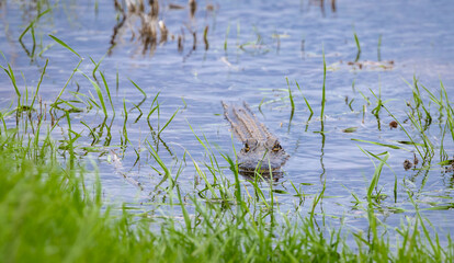 Large American alligators basking on mud banks at Savannah National Wildlife Refuge in Georgia.