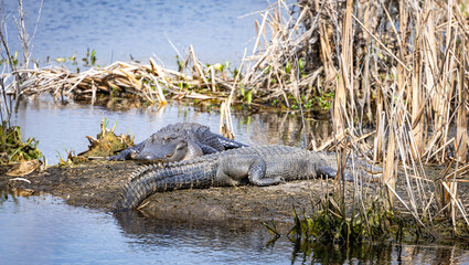 Large American alligators basking on mud banks at Savannah National Wildlife Refuge in Georgia.