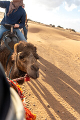 camels in the Sahara Desert