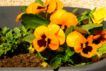 Photo of a bunch of orange flowers in a flower pot on the balcony of an apartment in the city. Flower type: garden violets. Belgium