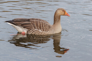Greylag goose on southampton common