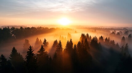 Obraz premium Sunrise Over Misty Forest - Golden sunrise illuminates a misty forest, creating a serene and magical atmosphere. Coniferous trees stand silhouetted against the warm light