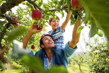 Father and Son Enjoy Apple Picking Together in an Orchard