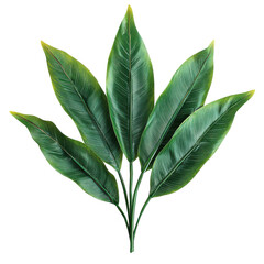 Lush green tropical leaves arranged elegantly, showcasing vibrant foliage against a plain background