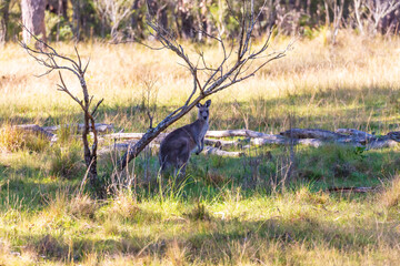 Photograph of an Australian Kangaroo standing in a grassy field in bushland on a sunny day in the Blue Mountains in Australia.