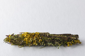A natural podium made of wood with green moss for organic products on a white background. Space for copying.