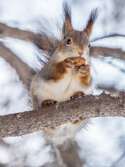 The squirrel with nut sits on tree in the winter or late autumn