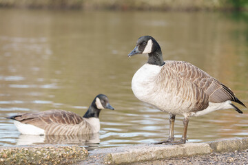Obraz premium Canada geese on southampton common