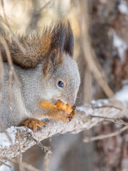The squirrel with nut sits on tree in the winter or late autumn