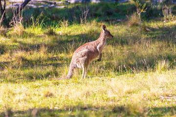 Photograph of an Australian Kangaroo standing in a grassy field in bushland on a sunny day in the Blue Mountains in Australia.